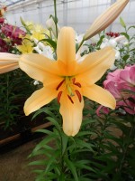 [4164 Valverde Mak No02.JPG]